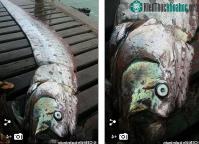 Ảnh Ngư dân Peru đã bắt được "rồng biển" có thể dự báo thảm họa khủng khiếp