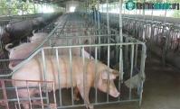 Ảnh Dịch tả lợn châu Phi có lây nhiễm sang người hay không?