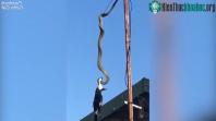 Ảnh Kinh ngặc trăn treo ngược trên cột ăng ten ăn thịt chim