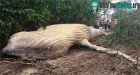 Ảnh Bí ẩn xác cá voi khổng lồ tìm thấy ở trong rừng rậm Brazil