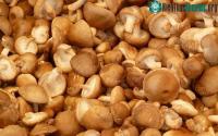 Ảnh Chó có ăn được nấm hay khôngkhông?