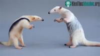 Ảnh Loài thú ăn kiến thả "bom thối" để xua đuổi được kẻ thù