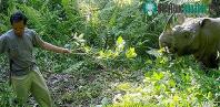Ảnh Tê giác đực Sumatra cuối cùng tại Malaysia qua đời