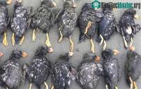Ảnh Sự thật đau lòng đằng sau hàng trăm con hải âu là biểu tượng của Bắc Cực chết dạt bờ