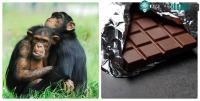 Ảnh Tin được không: Mỳ ăn liền và kem vani có thể khiến động vật trên trái đất tuyệt chủng!