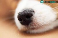 Ảnh Chó có thể phát hiện ra người bị động kinh