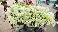 Ảnh Tháng tư về, hoa loa kèn trắng tinh khôi rợp phố Hà Nội