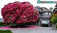 Ảnh Chiêm ngưỡng 16 cây cổ thụ lộng lẫy bậc nhất trên thế giới