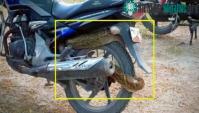 Ảnh Trăn dài 2,4 mét quấn chặt xe côn tay Honda Unicorn khiến nhiều người khiếp sợ
