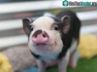 Ảnh Kỳ diệu: Não lợn chết 4 tiếng có thể làm sống lại được