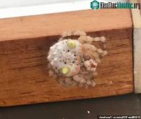 Ảnh Người đàn ông hoảng hồn phát hiện con nhện giống hệt miếng sushi đang bò trong nhà