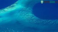 Ảnh Có thứ gì đó bí ẩn đang huýt sáo ở dưới biển Caribbean mà khoa học đang đau đầu tìm hiểu