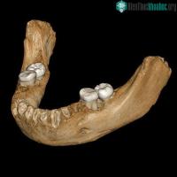 Ảnh Hóa thạch xương khoảng 160.000 năm lý giải biến thể gene của con người