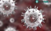 Ảnh 2 virus bệnh tình dục "giao phối", đe dọa sinh ra loại siêu bệnh mới