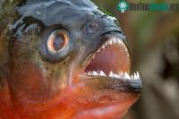 Ảnh Loài người nợ cá Piranha khét tiếng với một lời xin lỗi: Chúng đáng sợ là do con người