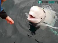 Ảnh Cá voi, tắc kè và những điệp viên quân sự kỳ lạ nhất trên thế giới