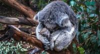 Ảnh Bạn có biết ý nghĩa của tuyên bố gấu koala chính thức tuyệt chủng về chức năng