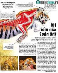 Ảnh Quấ trình hổ săn mồi