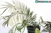 Ảnh Tìm thấy loại cây dương xỉ có khả năng sống trong môi trường ô nhiễm thạch tín