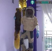 Ảnh Tổ ong 80.000 con đã ẩn náu trong tường nhà dân Tây Ban Nha