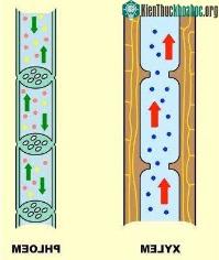 Ảnh Cây cối liệu có bị ung thư không?