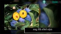 Ảnh Công nghệ gene là thế nào?