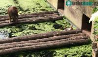 Ảnh Khỉ đầu chó bắt con non ăn thịt ngay trước mặt vịt mẹ