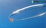 Ảnh Sứa quay chóng mặt khi va phải vòng tròn của bong bóng