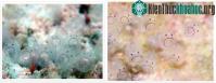 Ảnh Pha dậy thì của loài hải tiêu: Lúc nhỏ xinh lắm ai ơi, lớn lên thì xấu xí tự xơi não mình