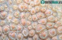 Ảnh Khoảnh khắc san hô đẻ trứng một ngày duy nhất trong năm