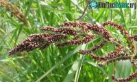 Ảnh Nhà khoa học Việt phát hiện hiện chất ức chế cỏ dại xâm lấn từ vỏ trấu