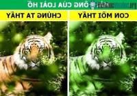 Ảnh Tìm hiểu những bộ phận tưởng vô dụng nhưng lại là vũ khí ưu việt của động vật