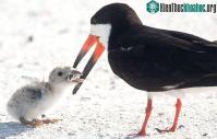 Ảnh Hình ảnh thương tâm: Chim mẹ dùng thuốc lá làm thức ăn cho con?