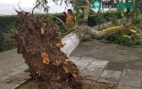 Ảnh Bão Mun đổ bộ gây mưa lớn, nhiều cây xanh ở Hải Phòng bật gốc