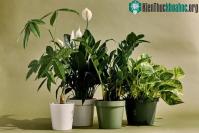 Ảnh Thực vật sẽ "thở" như thế nào?