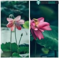 Ảnh Chiêm ngưỡng hoa sen ngủ yên trăm năm trong vườn vua nhà Thanh bất ngờ nở rộ