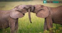 Ảnh Các nhà di truyền học tìm ra phương pháp tính tuổi thọ của các loài động vật
