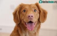 Ảnh Bạn có biết: Thú cưng cũng có thể hiến máu được cho nhau