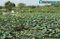 Ảnh Đến thăm lại nơi bảo tồn các loài sen quý hiếm nhất của Việt Nam