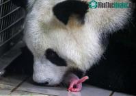 Ảnh Gấu trúc sinh đôi "cực kỳ hiếm gặp" ngay tại vườn thú Bỉ