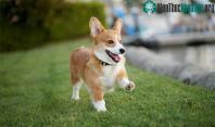 Ảnh Hình ảnh những giống chó đẹp nhất trên thế giới