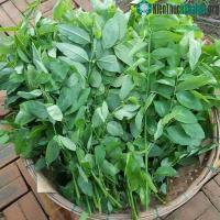 Ảnh Chú ý những điều cấm kỵ khi ăn rau ngót để không gây hại cho sức khỏe