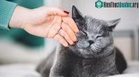 Ảnh Bạn đã biết vuốt ve mèo sao cho đúng để không bị tấn công chưa?