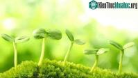 Ảnh Đã có "siêu thực phẩm" có thể cứu đói cả nhân loại: Tất cả chỉ nhờ vào loại thực vật nhỏ bé này!
