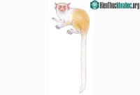 Ảnh Phát hiện loài khỉ tí hon hoàn toàn mới trong rừng mưa nhiệt đới Amazon