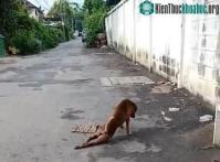 Ảnh Con chó tinh ranh, giả què để xin thức ăn của người đi đường