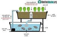 Ảnh Mô hình nuôi cá kết hợp trồng rau thủy canh