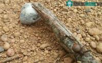Ảnh Nhện lưng đỏ kịch độc bọc chuột trong kén tơ để ăn dần