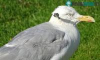 Ảnh Đắng lòng với hình ảnh mòng biển bị mũi tên cắm xuyên đầu