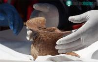 Ảnh Khai quật các con thuyền hơn 1.400 năm tuổi tại Bolivia